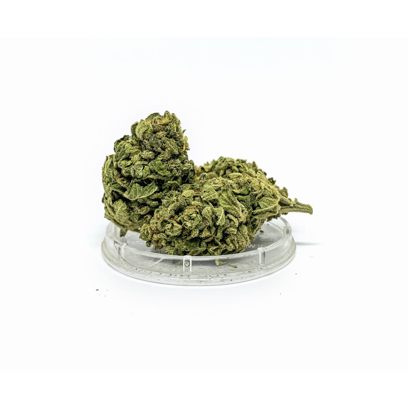 CBD Kwiaty Konopi ”TROPICANA” 1 g CBD Kwiaty Konopi ”TROPICANA” 1 g