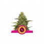 Northern Light Feminized Nasiona Marihuany Royal Queen Seeds
