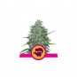 Skunk XL Feminized Nasiona Marihuany Royal Queen Seeds