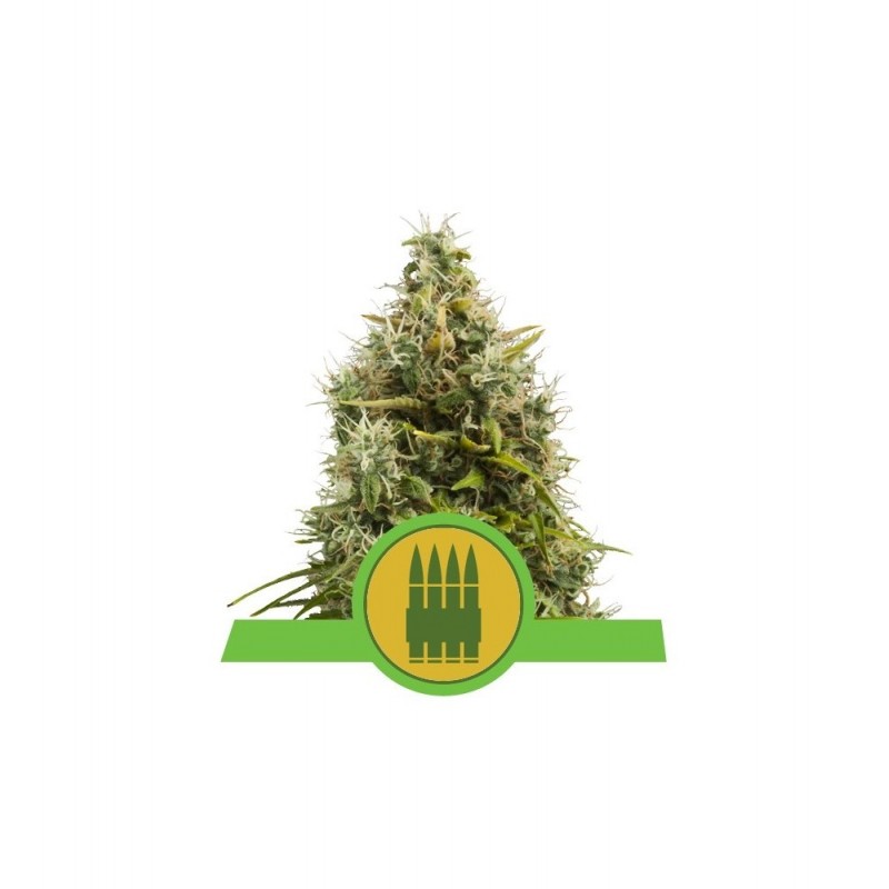 Royal AK Auto Feminized Nasiona Marihuany Royal Queen Seeds