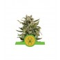 White Widow Auto Feminized Nasiona Marihuany Royal Queen Seeds