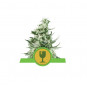 Royal Critical Auto Feminized Nasiona Marihuany Royal Queen Seeds