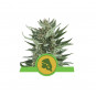 Royal Cheese Auto Feminized Nasiona Marihuany Royal Queen Seeds