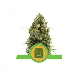 Diesel Auto Feminized Nasiona Marihuany Royal Queen Seeds