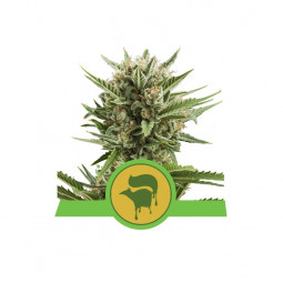Sweet Skunk Auto Feminized Nasiona Marihuany Royal Queen Seeds