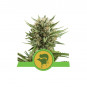 Sweet Skunk Auto Feminized Nasiona Marihuany Royal Queen Seeds