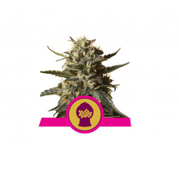 Bubblegum XL Feminized Nasiona Marihuany Royal Queen Seeds
