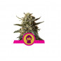 Bubblegum XL Feminized Nasiona Marihuany Royal Queen Seeds