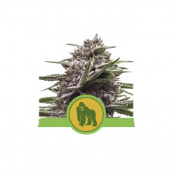 Royal Gorilla Auto Feminized Nasiona Marihuany Royal Queen Seeds