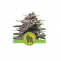 Royal Gorilla Auto Feminized Nasiona Marihuany Royal Queen Seeds
