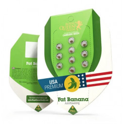 Fat Banana Auto Feminized Nasiona Marihuany Royal Queen Seeds