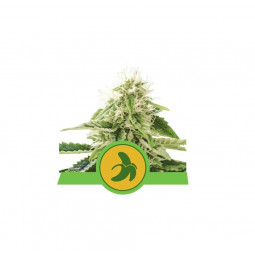 Fat Banana Auto Feminized Nasiona Marihuany Royal Queen Seeds