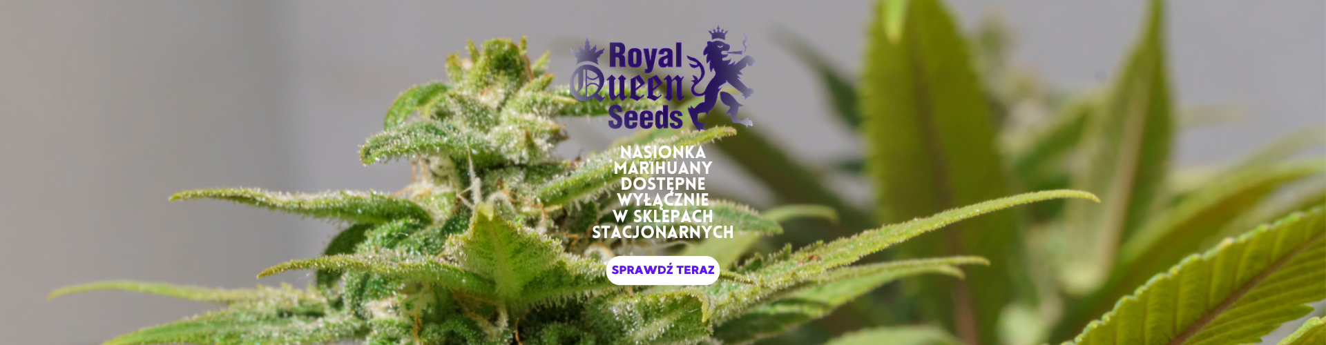 CBD - Naturalne produkty z Konopi | sensihemp.pl | olej